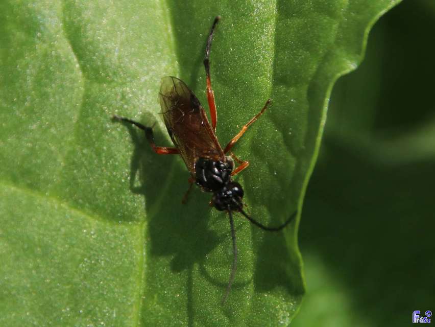 Tenthredinidae - valódi levéldarazsak