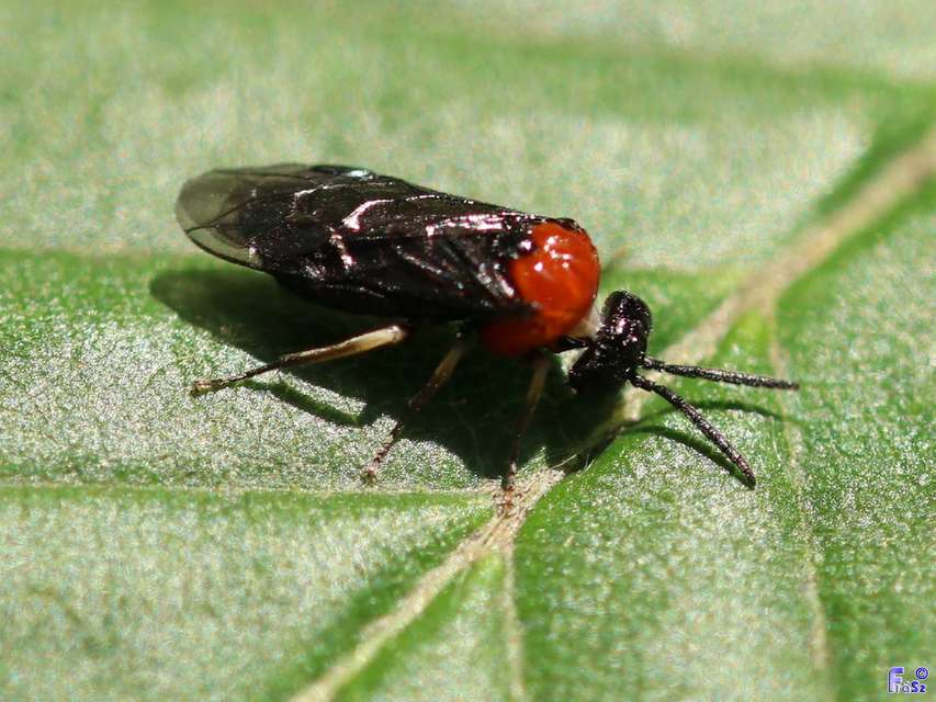 Tenthredinidae - valódi levéldarazsak