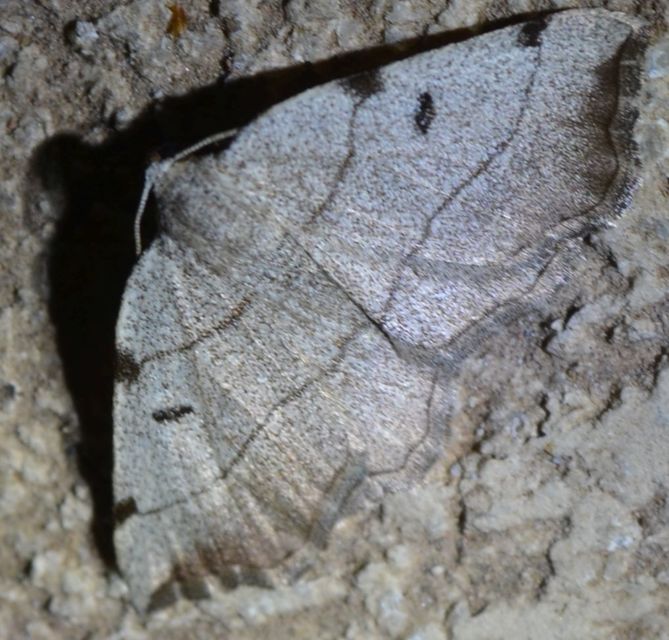 Eilicrinia trinotata - háromjegyű araszoló