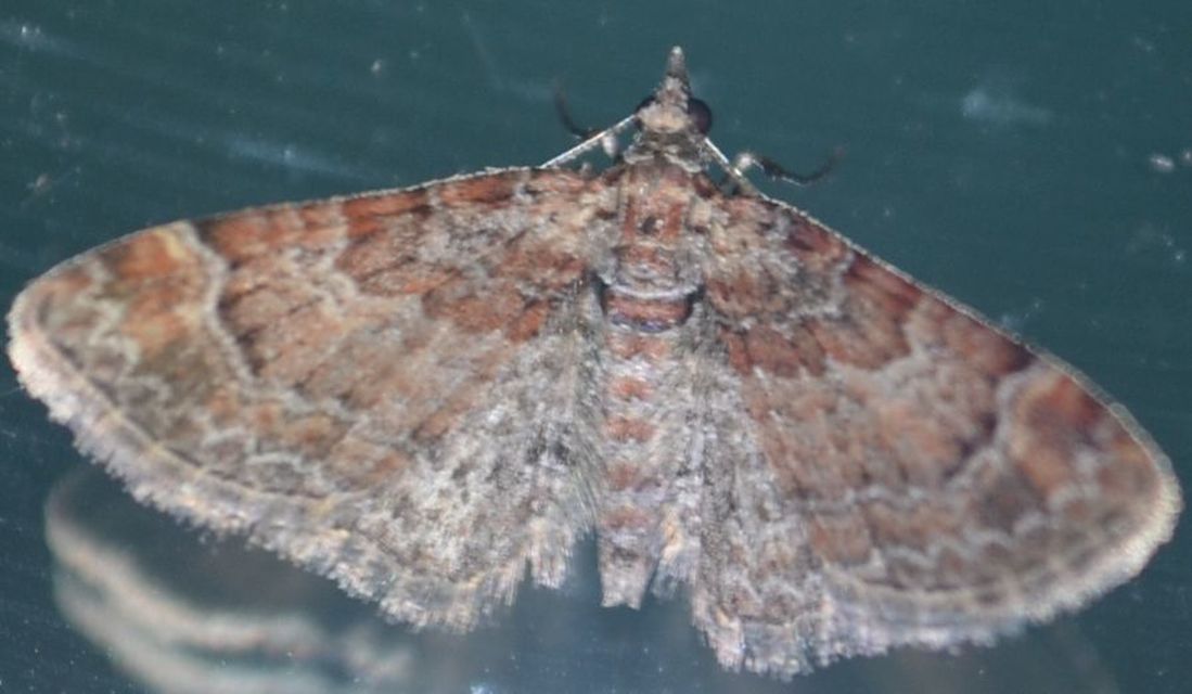 Gymnoscelis rufifasciata - vöröscsíkos törpearaszoló