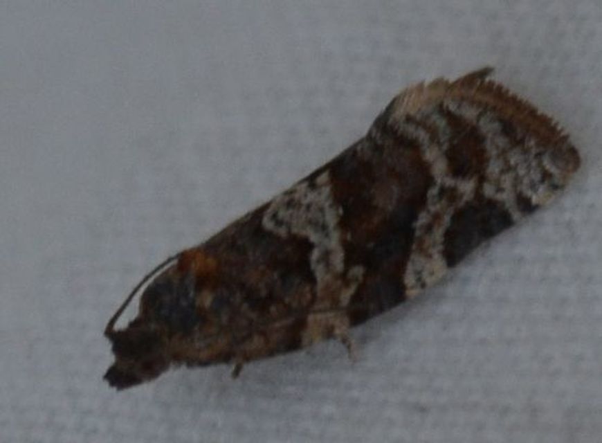 Argyrotaenia ljungiana - ékes sodrómoly