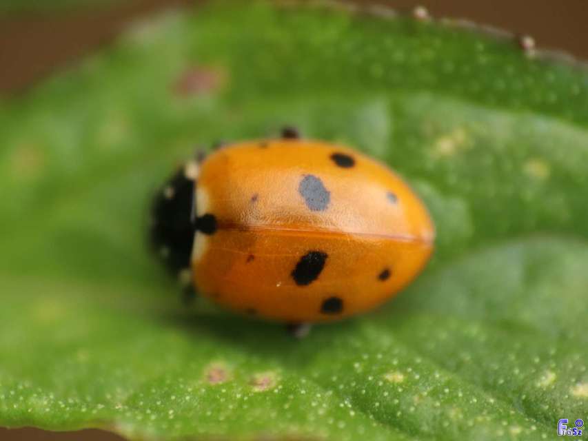 Hippodamia variegata - tizenhárompettyes katica