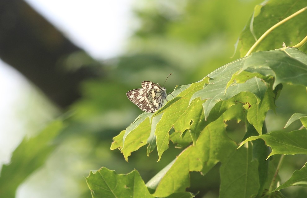Melanargia galathea - sakktáblalepke