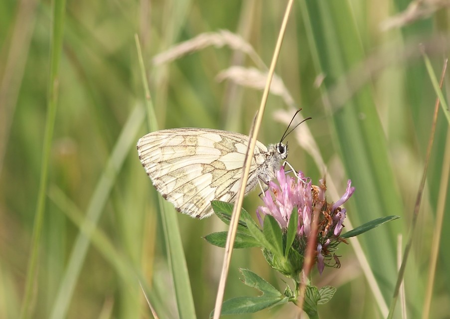 Melanargia galathea - sakktáblalepke