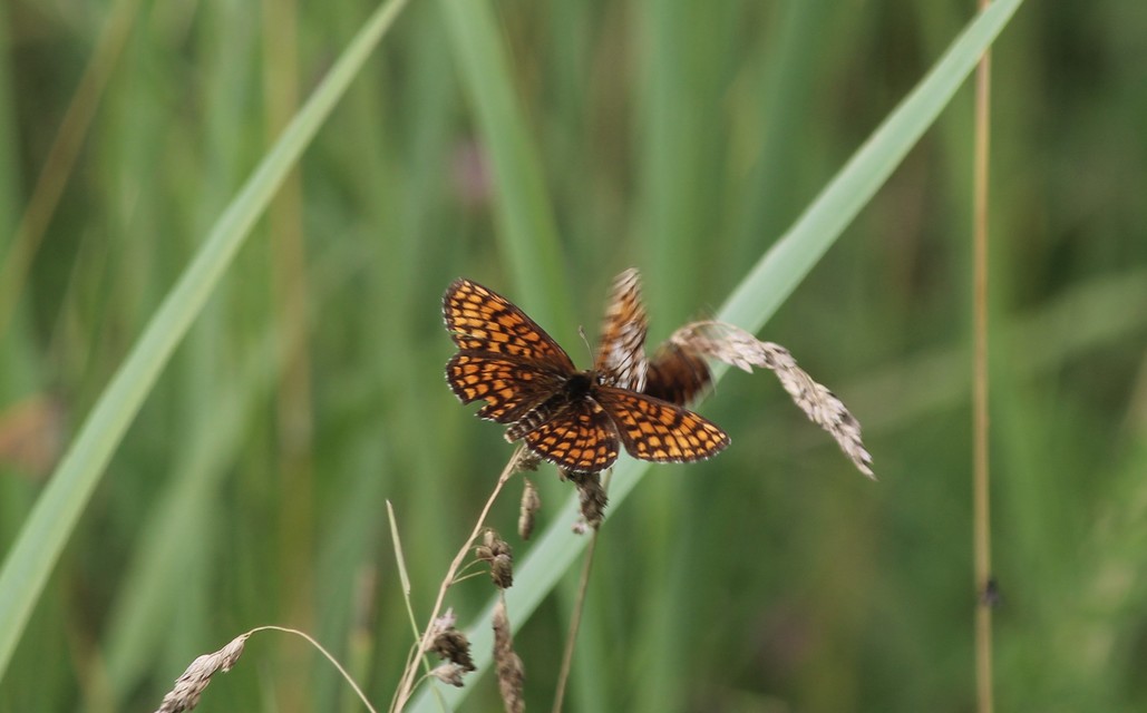 Melitaea athalia - közönséges tarkalepke
