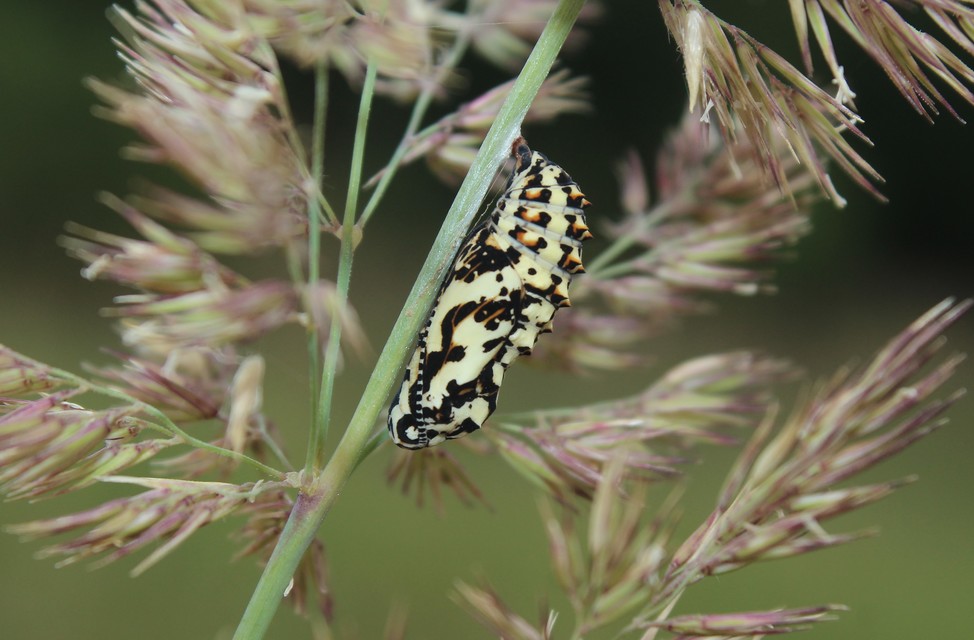 Melitaea didyma - tüzes tarkalepke