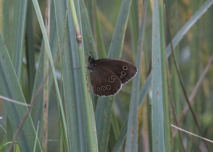 Aphantopus hyperanthus - közönséges ökörszemlepke