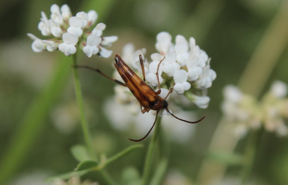 Stenurella septempunctata - hétpettyes karcsúcincér