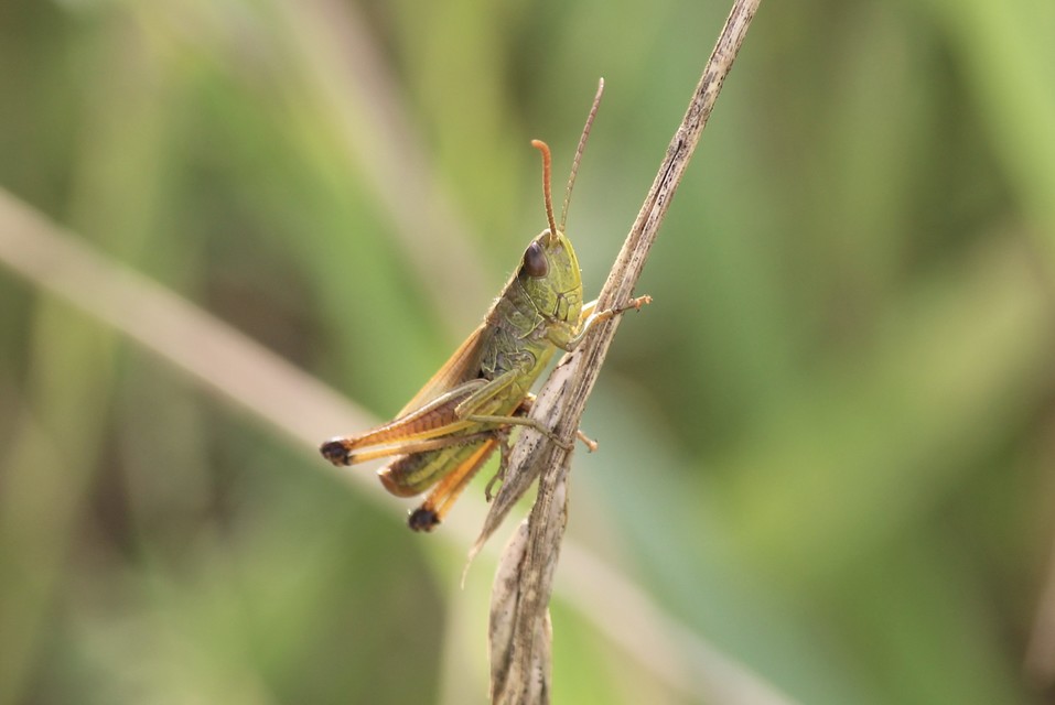 Pseudochorthippus parallelus - közönséges rétisáska