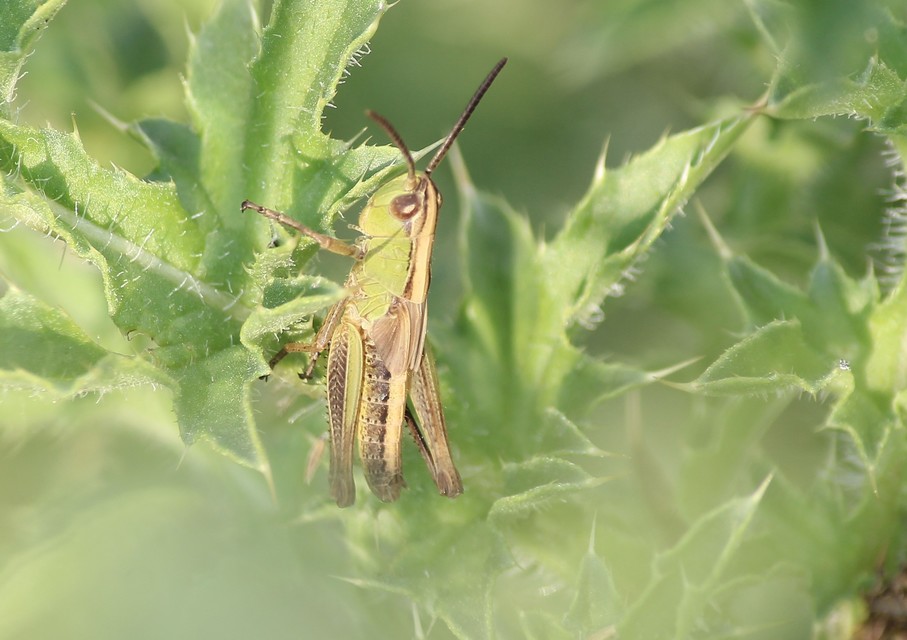 Pseudochorthippus parallelus - közönséges rétisáska