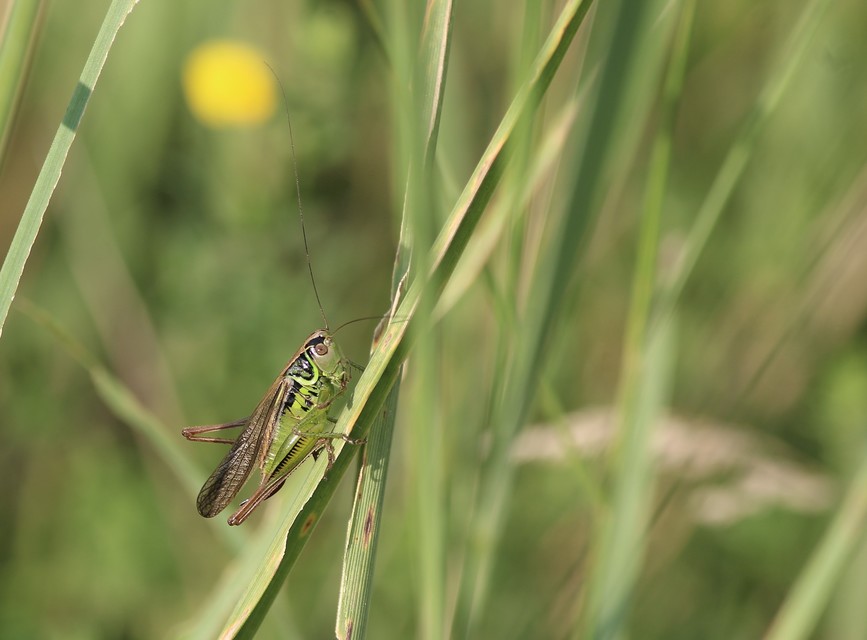 Roeseliana roeselii - Rösel-rétiszöcske