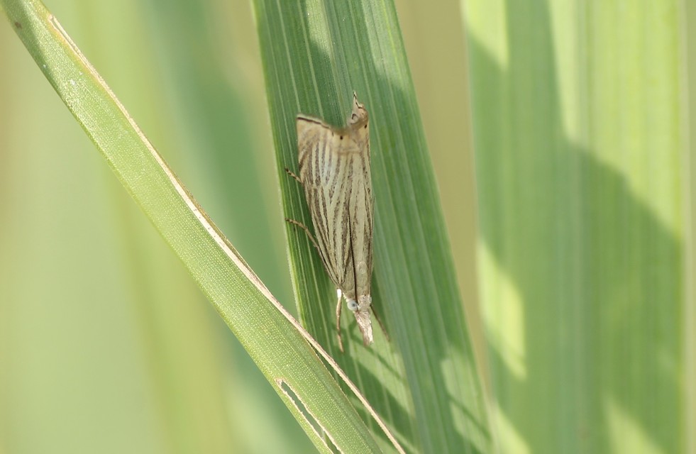 Chrysoteuchia culmella - kerti fűgyökérmoly