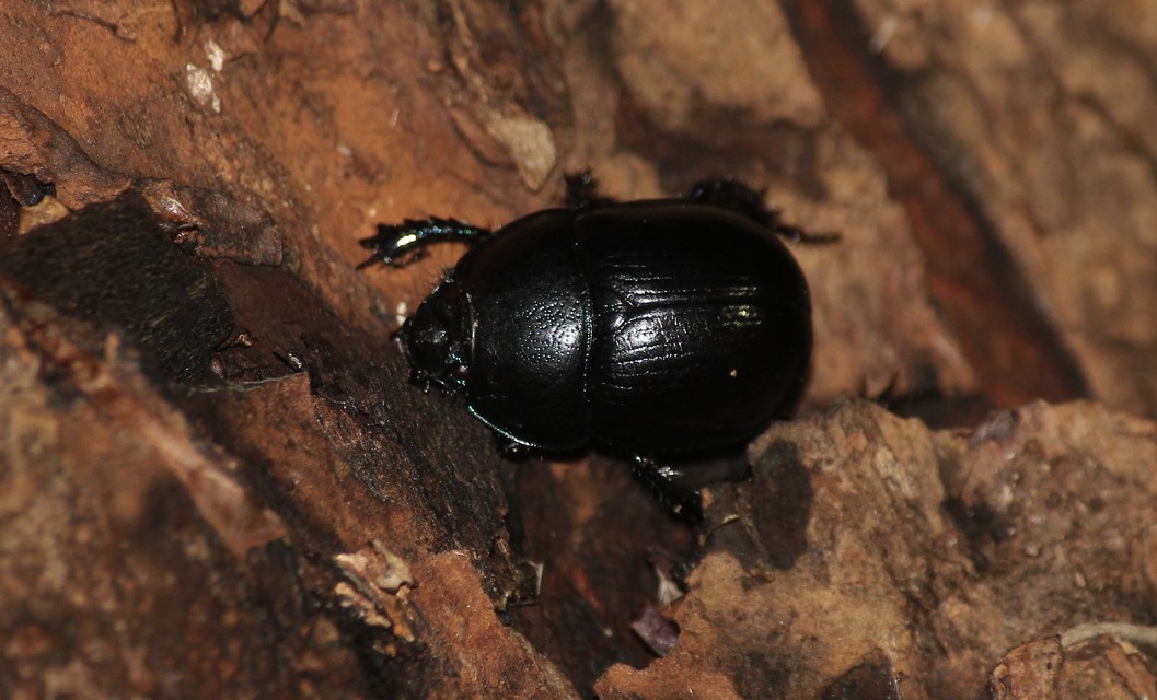 Anoplotrupes stercorosus - erdei álganéjtúró