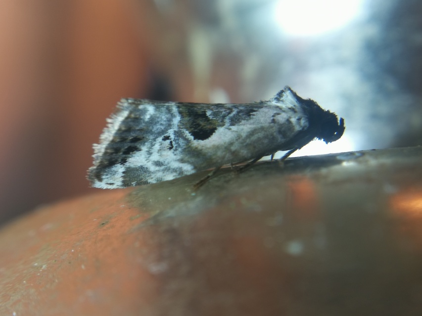 Hapalotis venustula - rózsaszínű mázasbagoly