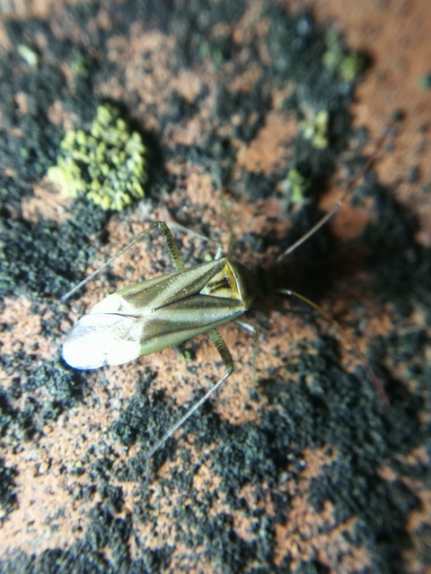 Adelphocoris lineolatus - lucernapoloska