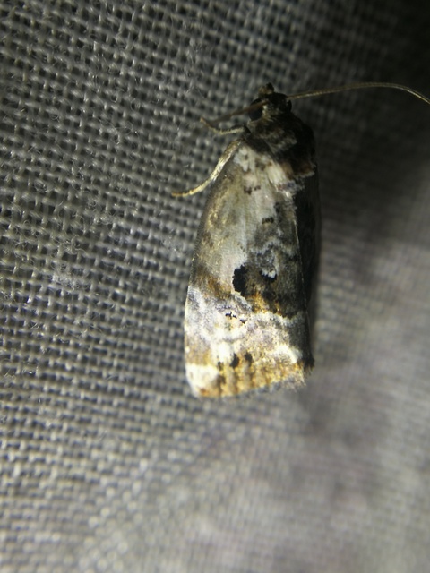Hapalotis venustula - rózsaszínű mázasbagoly