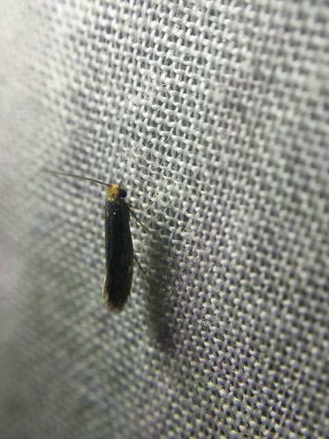 Tineidae - ruhamolyfélék