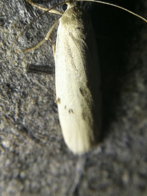 Pelosia muscerda - hamvas zuzmószövő