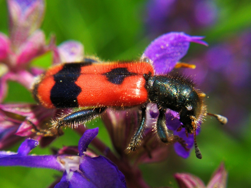 Trichodes apiarius - szalagos méhészbogár