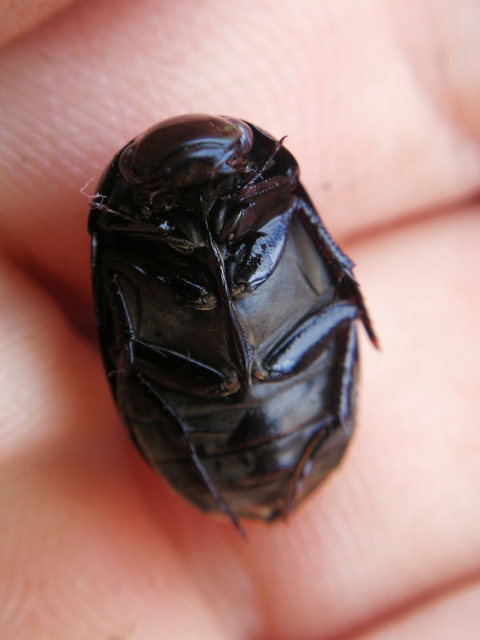 Hydrochara caraboides - kis csibor