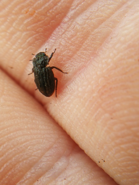 Helophorus micans - sziki vésettcsibor