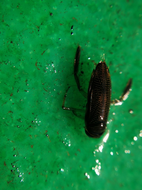 Corixidae - búvárpoloskák Corixidae - búvárpoloskák