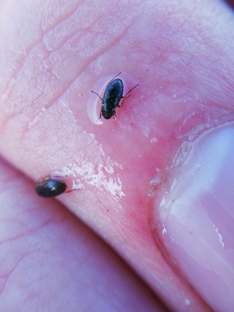 Helophorus