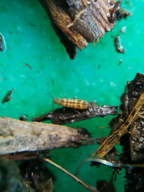 Isotomidae