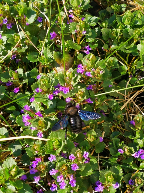 Xylocopa violacea - kék fadongó