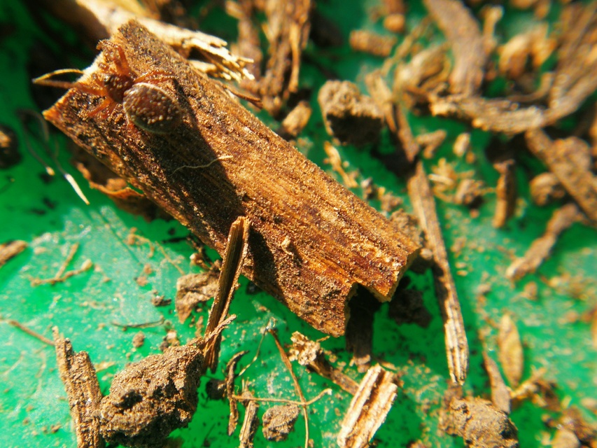 Hypsosinga