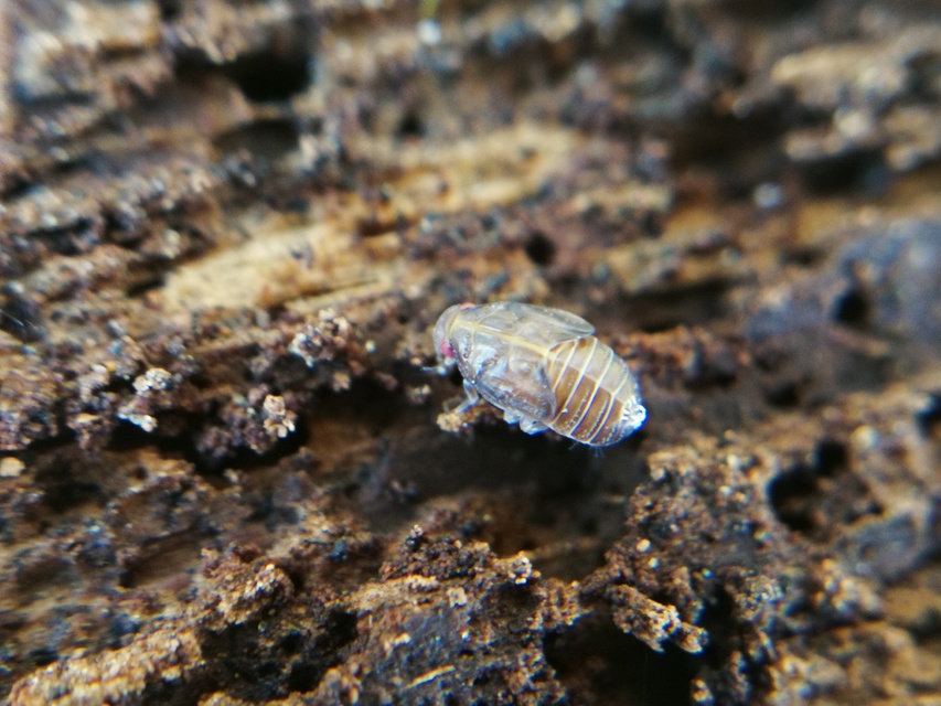 Delphacidae - sarkantyús kabócák