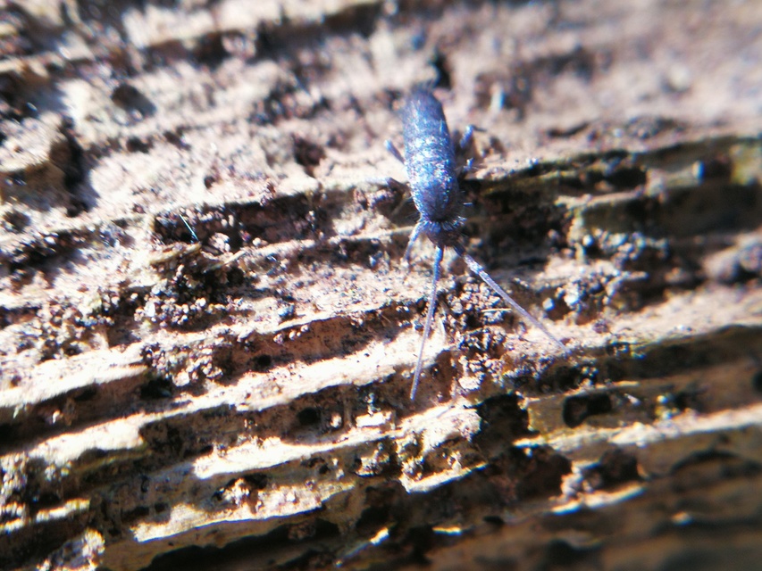 Tomoceridae