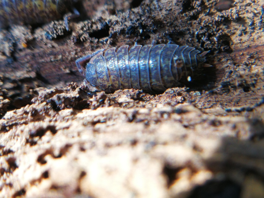 Porcellium collicola - gyakori tarkaászka