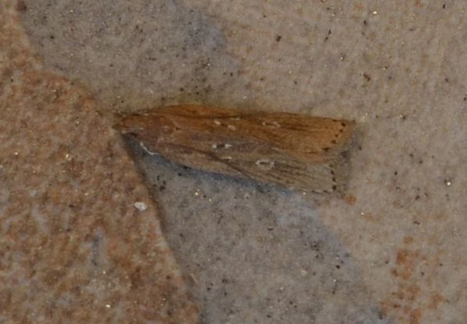 Helcystogramma triannulella - szuláksodró lápimoly