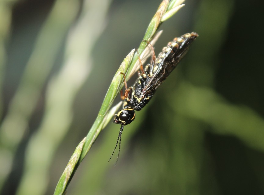Pamphiliidae - szövődarazsak