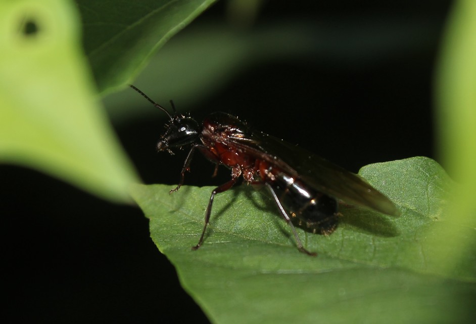 Camponotus ligniperda - faodvasító lóhangya