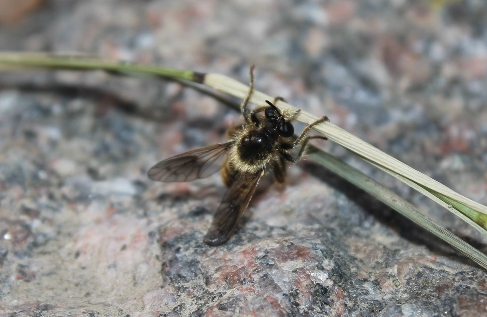 Choerades fuliginosa - barnásszárnyú rablólégy