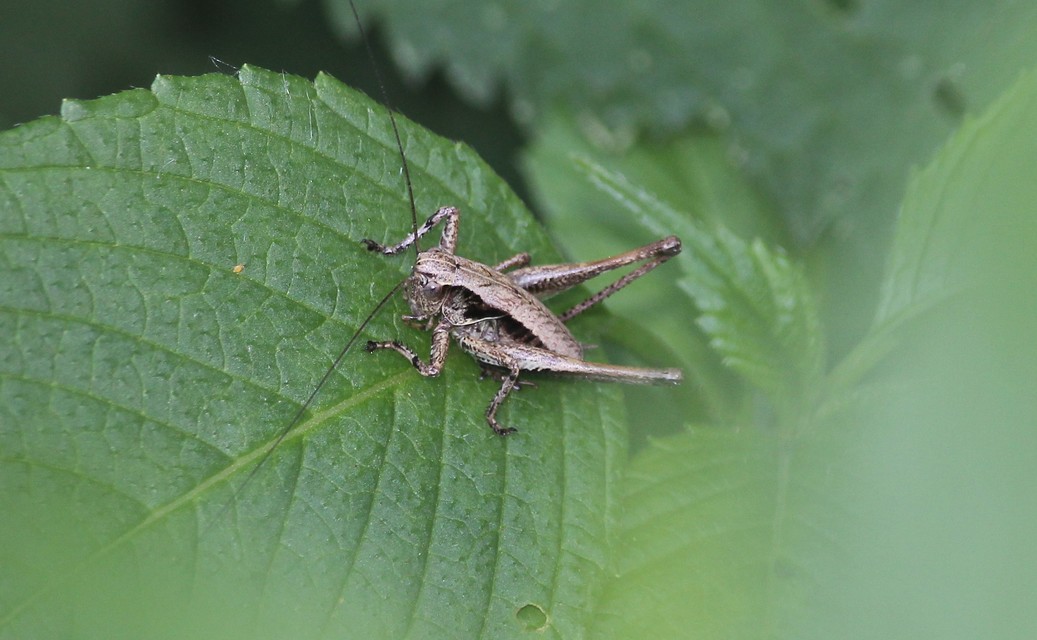 Pholidoptera griseoaptera - szürke avarszöcske