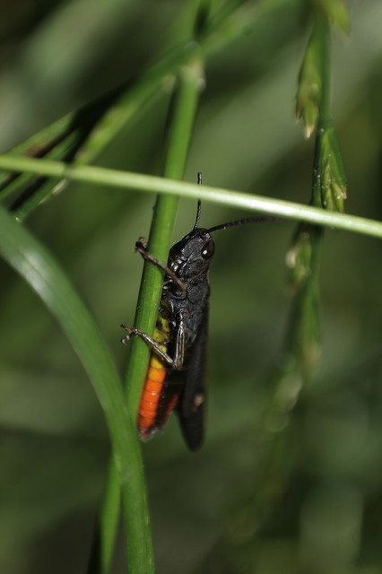 Omocestus rufipes - vöröshasú tarlósáska
