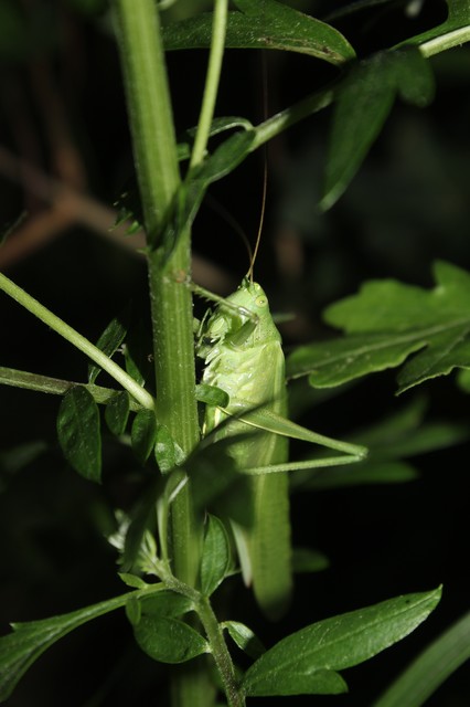 Tettigonia viridissima - zöld lombszöcske