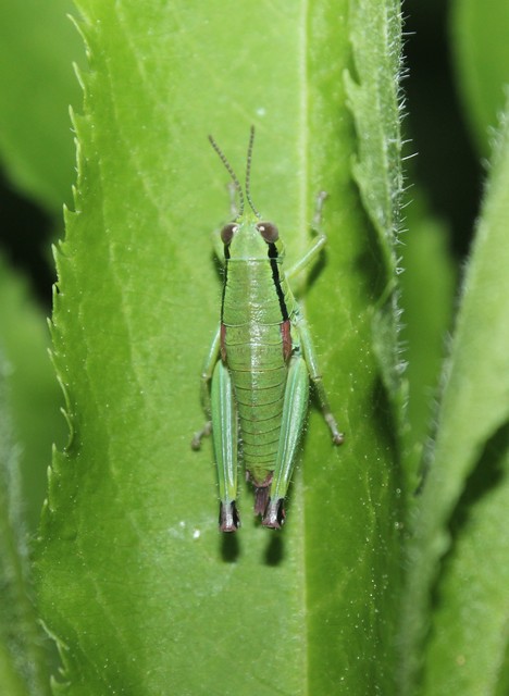 Odontopodisma decipiens - déli hegyisáska