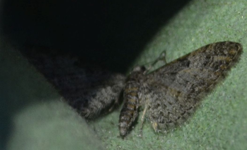 Eupithecia dodoneata - tölgy-törpearaszoló