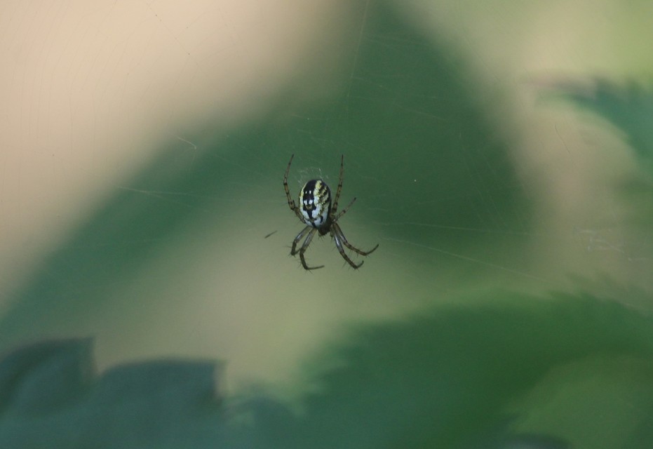 Mangora acalypha - réti keresztespók
