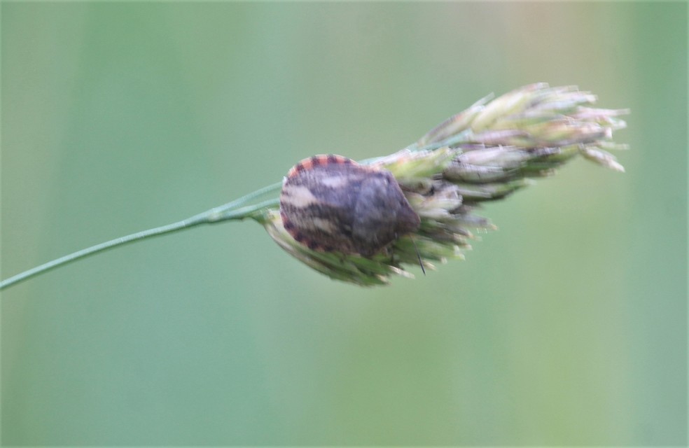 Eurygaster Eurygaster