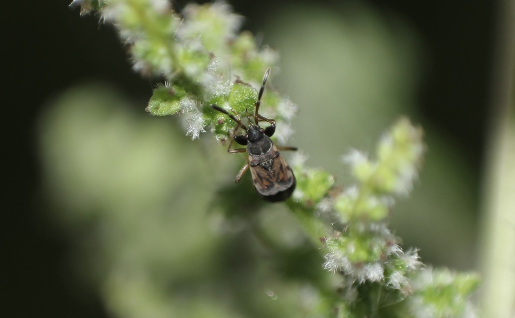 Scolopostethus