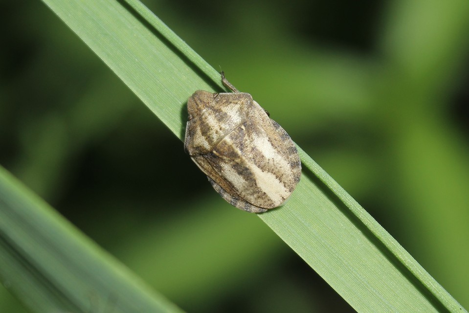 Eurygaster maura - mórpoloska Eurygaster maura - mórpoloska