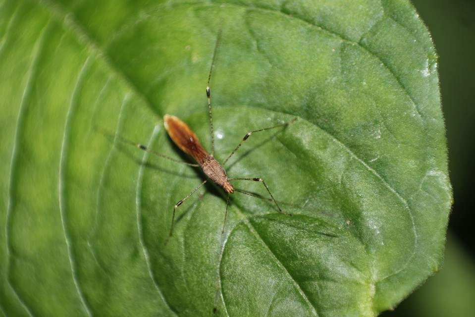 Metatropis rufescens - varázslófű-szúnyogpoloska