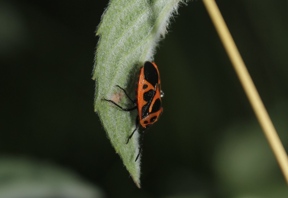 Eurydema dominulus Eurydema dominulus