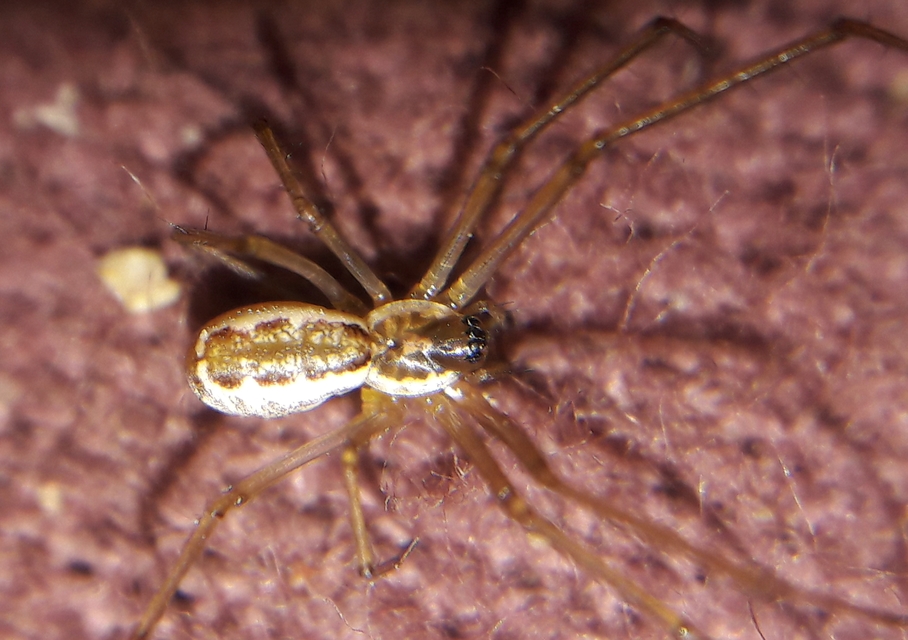 Neriene radiata - szegélyes vitorláspók