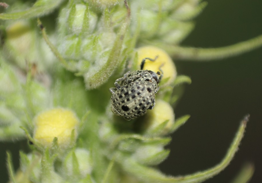 Cionus thapsus - kis ökörfarkkóró-gömbormányos